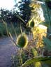 Kartebolle ved �v�nget