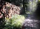 Tr�stabel i Knurrenborg Vang